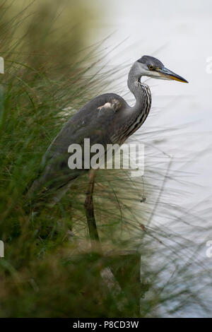 Bushy Park, UK, 10. Juli 2018. UK Wetter: Wilde Tiere die Hitzewelle in Bushy Park umfassen. Porträt einer Heron in Teddington, Middlesex. Quelle: Michael Stevens/alamy leben Nachrichten Stockfoto