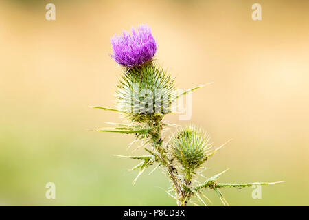 Bushy Park, UK, 10. Juli 2018. UK Wetter: Wilde Tiere die Hitzewelle in Bushy Park umfassen. Eine Distel in der Sonne in Teddington, Middlesex. Quelle: Michael Stevens/alamy leben Nachrichten Stockfoto