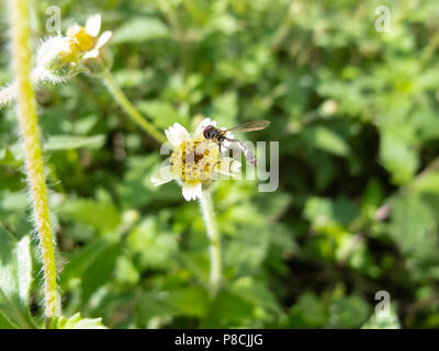 Asuncion, Paraguay. Juli 2018. Viel Nachmittagssonne in Asuncion, während hoverfly (Pseudodorus clavatus) über Tridax Gänseblümchen oder Garderobe (Tridax procumbens) blühende Blumen in Paraguays Hauptstadt schweben. Anm.: Andre M. Chang/Alamy Live News Stockfoto