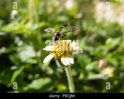 Asuncion, Paraguay. Juli 2018. Viel Nachmittagssonne in Asuncion, während hoverfly (Pseudodorus clavatus) über Tridax Gänseblümchen oder Garderobe (Tridax procumbens) blühende Blumen in Paraguays Hauptstadt schweben. Anm.: Andre M. Chang/Alamy Live News Stockfoto