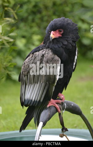 Sie Adler an der Raptor Foundation, Cambridgeshire, England, Großbritannien Stockfoto