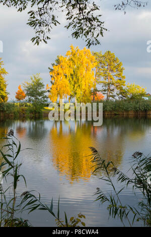 Einen herrlichen Herbst Landschaft mit Bäumen in gelb Laub gekleidet. Für ihr Design Stockfoto