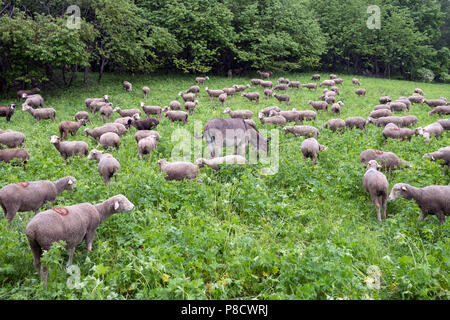 Schafe und Esel an regnerischen Sommertag in den französischen Alpen der Haute Provence Weiden auf Gras grüne Wiese Stockfoto