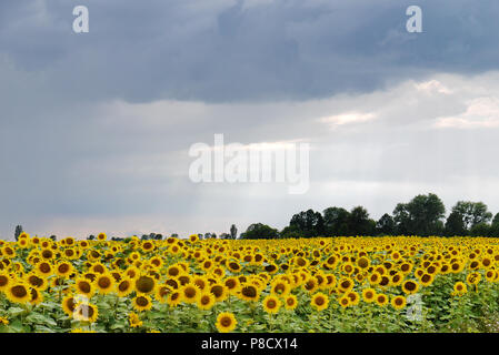 Ein großes Feld mit Sonnenblumen an einem regnerischen Tag geöffnet. Für ihr Design Stockfoto