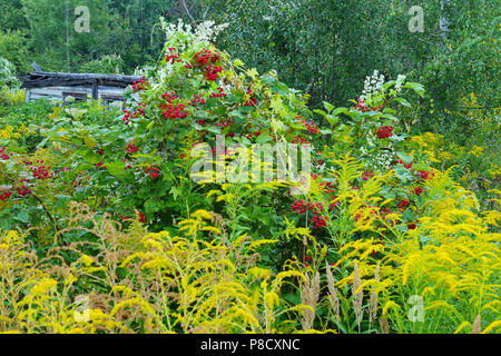 Große Niederlassungen der Roten viburnum Klüfte Busch vor dem Hintergrund einer alten kleinen Haus und grünem Laub. Für ihr Design Stockfoto