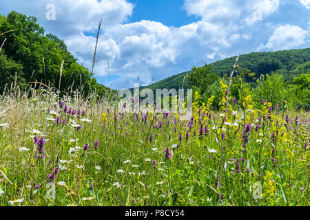 Die Grasbewachsenen Senke ist mit Heidekraut Blüten und Gänseblümchen auf dem Hintergrund eines hohen Berges bedeckt. Für ihr Design Stockfoto