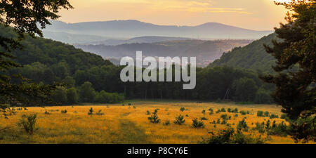 Die untergehende Sonne Highlights das Gras auf dem Feld, so dass er Glanz in Gold. Besonders schön vor dem hintergrund der grünen Bäumen. Für Ihre desi Stockfoto