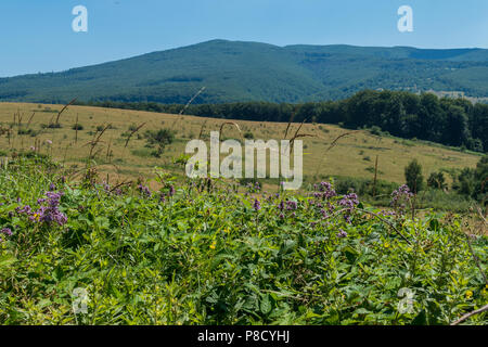 Schöne Wiese Blumen wachsen auf einer großen Wiese in einer bergigen Gegend mit schönen Spitzen gegen den blauen Himmel. . Für ihr Design Stockfoto