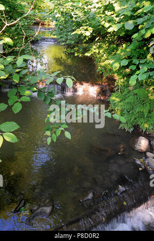 Ein kleiner Bach zwischen dichten Büschen wird von kleinen Wasserfällen durch Protokolle über dem Strom auferlegt werden heruntergeladen. . Für ihr Design Stockfoto