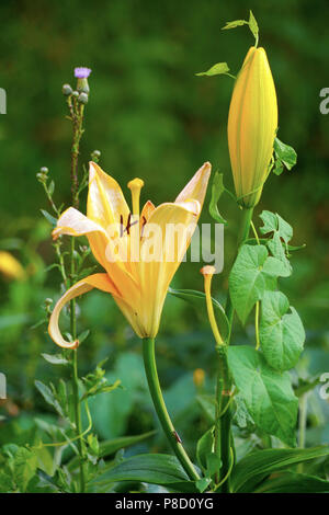 Eine schöne Blüte gelbe Lilie und einer Knospe, die noch nicht geblüht. Für ihr Design Stockfoto