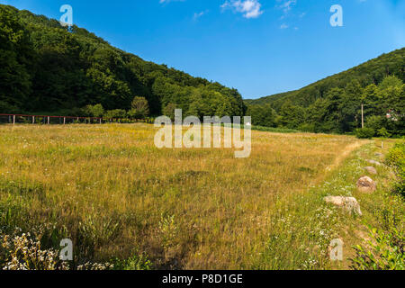 Lichtung vor dem Hintergrund des Waldes am Mittag. Für ihr Design Stockfoto