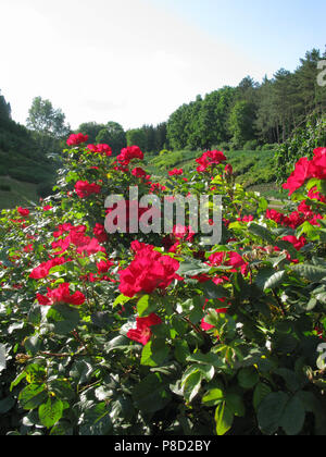Große Büsche der schöne rote Rosen Blumen, die jeden Strauß schmücken. Für ihr Design Stockfoto