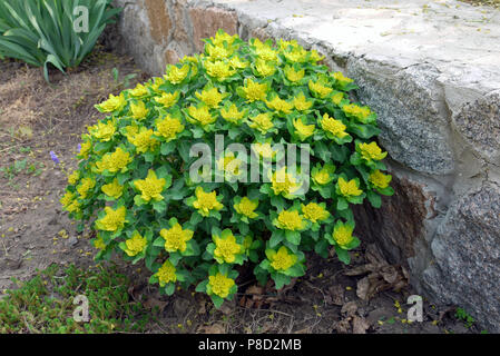 Üppige Blumenbeet mit gelben Blüten und grosse grüne Blätter auf dem Hintergrund einer Stein dekorative Zaun. Für ihr Design Stockfoto