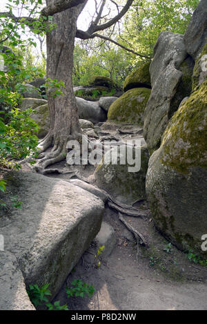 Ein alter Baum mit Wurzeln nach außen wächst zwischen Steinen bedeckt mit Moos. Für ihr Design Stockfoto