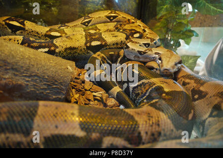 Eine lange, spotty Körper dieser wahren wirbelnden twisted Zickzack in einem engen Terrarium. Für ihr Design Stockfoto