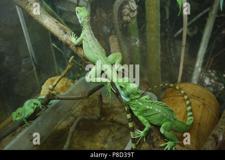 Grüne Leguane entlang der Stämme der Baum für Sie kriechen. Schönen Reptilien mit gestreiften Schwänze. . Für ihr Design Stockfoto