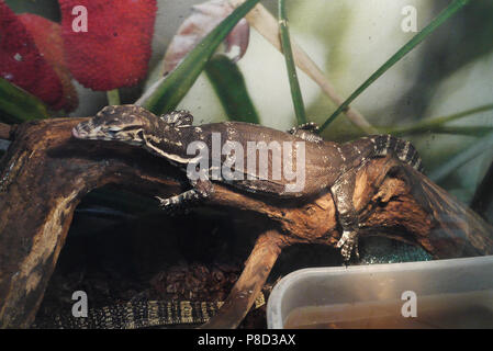 Süß schlafen auf den Stamm eines trockenen Baum in einem terrarium Reptil. Für ihr Design Stockfoto