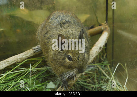 Ein niedliches Aussehen eines flauschigen kleinen Chilenischen Degus Eichhörnchen in einem Glas Aquarium. Für ihr Design Stockfoto