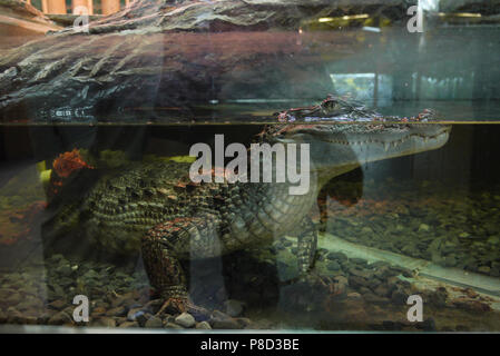 Ein Aquarium mit einem Krokodil, dessen Körper im Wasser ist, und einem Kopf mit schreckliche Zähne über dem Wasser. Für ihr Design Stockfoto