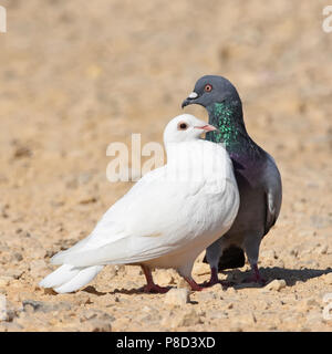 Taube Umwerbung Stockfoto