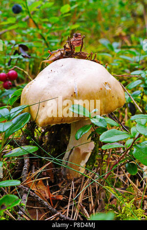 Pilz in Nadelwald mit Insekt auf einen Hut mit roten Beeren und Heidelbeeren. Für ihr Design Stockfoto