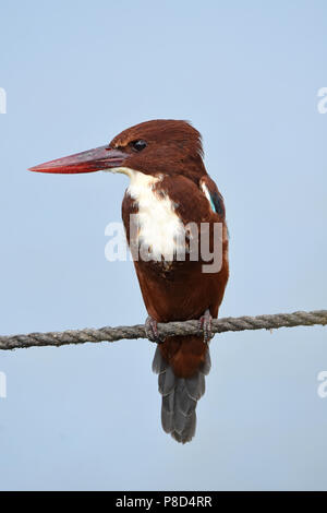 White-breasted Kingfisher, (Halcyon smyrnensis) Stockfoto