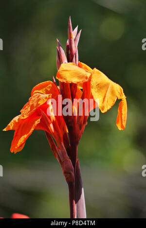Die Blüte einer Orange Blume, eines Tages, die Lilie des Tales auf einem hohen Ast. Für ihr Design Stockfoto