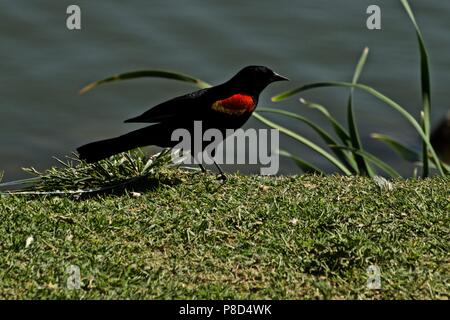 Männlich Red-winged blackbird Anzeigen, die für die Zucht Stockfoto