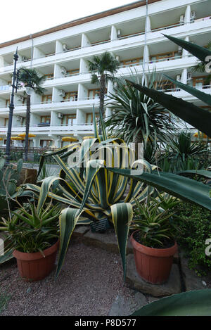 Agave, Aloe, Kakteen und Palmen im Vordergrund. Für ihr Design Stockfoto