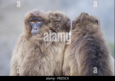 Gelada baboons von Äthiopien zusammen in Aktion Stockfoto