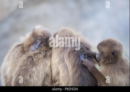 Gelada baboons von Äthiopien zusammen in Aktion Stockfoto