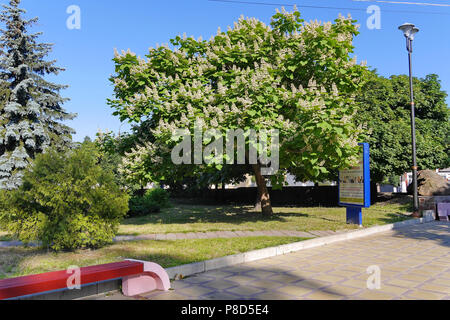 Blühende großen weißen Blüten Kastanie auf dem Hintergrund eines grünen Wandergebiet mit Bänken. Für ihr Design Stockfoto