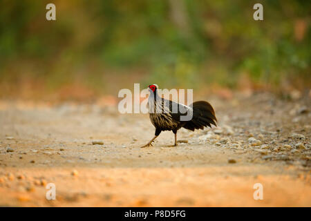 Die kalij Pheasant ist ein Fasan mit roten Augen in Wäldern und Dickichten gefunden, vor allem in den Ausläufern des Himalaya, North Indian Wälder Stockfoto