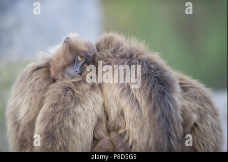 Gelada baboons von Äthiopien zusammen in Aktion Stockfoto