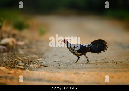 Die kalij Pheasant ist ein Fasan mit roten Augen in Wäldern und Dickichten gefunden, vor allem in den Ausläufern des Himalaya, North Indian Wälder Stockfoto