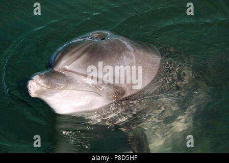 Der Leiter des Delphin auf der Oberfläche des azurblauen Wasser suchen smart Blick an den Fotografen. . Für ihr Design Stockfoto