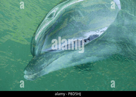 Die Dolphin ist auf der Oberfläche des Wassers mit einem nassen Kopf und einer reflektierten Panorama der Umgebung. . Für ihr Design Stockfoto