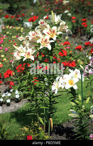 Weiße Lilien mit grünen Blättern und dünnen Stangen wächst im Garten auf dem Hintergrund von anderen, ebenso schönen Blumen. . Für ihr Design Stockfoto