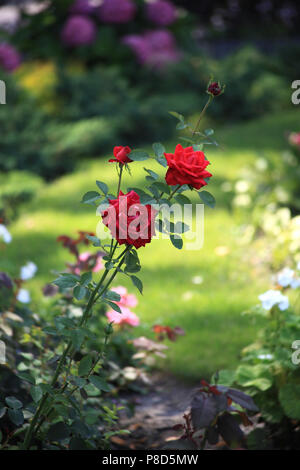 Rote Rose mit grünen Blättern und Dornen in stolzer Einsamkeit auf einem Blumenbeet. Für ihr Design Stockfoto