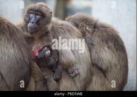 Gelada baboons von Äthiopien zusammen in Aktion Stockfoto