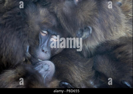 Gelada baboons schlafen von Äthiopien zusammen in Aktion Stockfoto