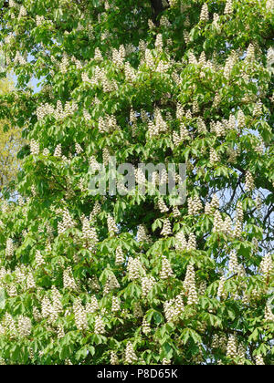 Große Kastanie mit vielen blühenden Zweigen. Für ihr Design Stockfoto