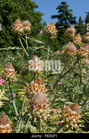 Starke Büsche von interessanten Blüten mit noch nicht verblasst Knospen auf dem Hintergrund der grüne Bäume. Für ihr Design Stockfoto