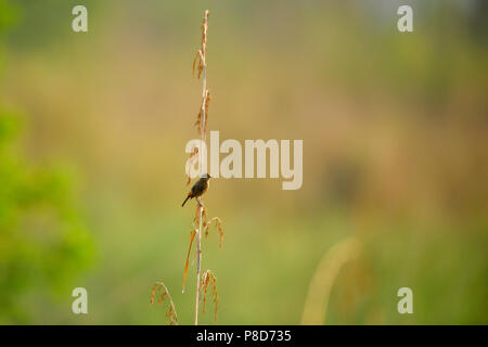 Vögel im schönen Jim Corbett National Park, indische Tierwelt Tourismus mit indischen Vögel Stockfoto