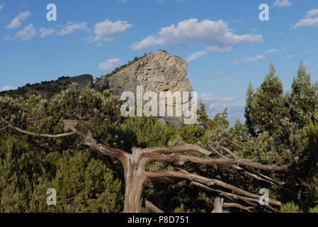 Eine steile, felsige Rock mit alten Kiefern am Fuß der blauen Himmel. Für ihr Design Stockfoto