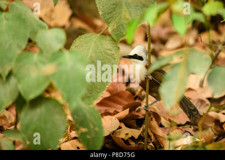 Vögel im schönen Jim Corbett National Park, indische Tierwelt Tourismus mit indischen Vögel Stockfoto