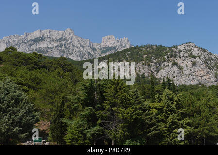 Dicke grüne Bäume unter einem blauen Himmel im Hintergrund der Hohe, steile Berge. Für ihr Design Stockfoto