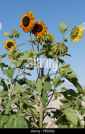 Hohes gut Sonnenblumen auf dem Hintergrund einer sauberen blauen Himmel. Für ihr Design Stockfoto