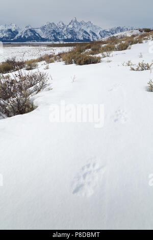 Cougar Titel führenden Richtung Teton Mountains in Jackson Hole. Der Grand Teton National Park, Wyoming Stockfoto