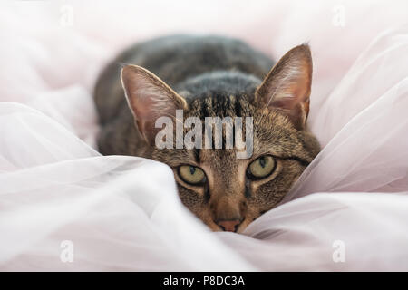 Tabby Katze auf dem Bett liegend und mit Blick auf die Kamera Stockfoto
